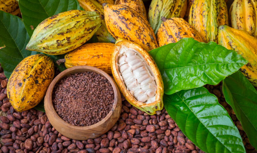 Côte d&rsquo;Ivoire : le gouvernement fixe les prix du cacao à 1 200 FCFA et du café à 1 300 FCFA